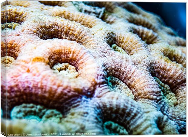 A close up of a coral Canvas Print by Anna Sienkiewicz
