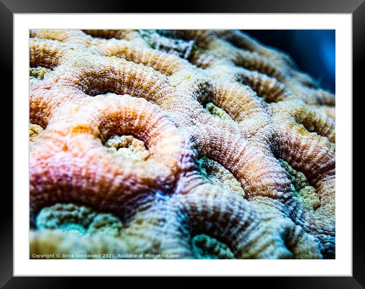 A close up of a coral Framed Mounted Print by Anna Sienkiewicz