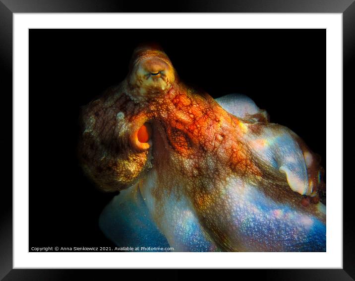 Octopus Framed Mounted Print by Anna Sienkiewicz