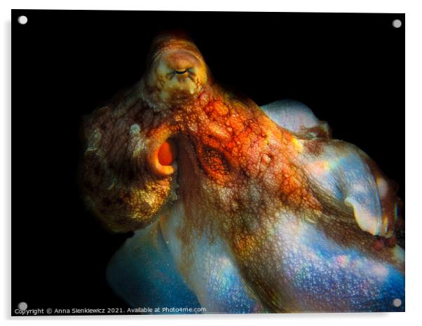 Octopus Acrylic by Anna Sienkiewicz