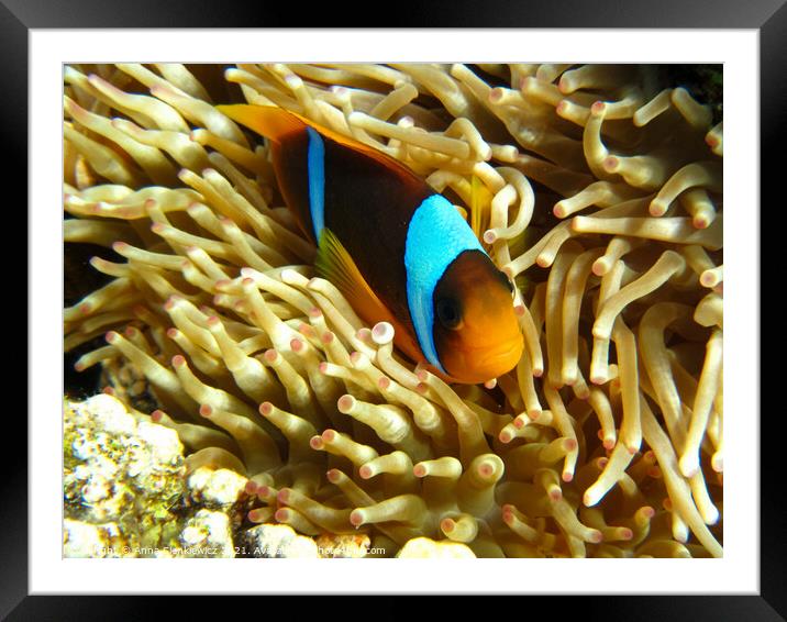 Clown fish Framed Mounted Print by Anna Sienkiewicz