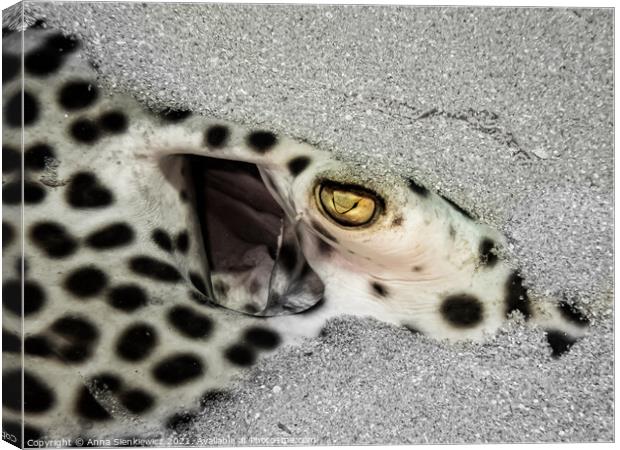 Leopard Ray Canvas Print by Anna Sienkiewicz