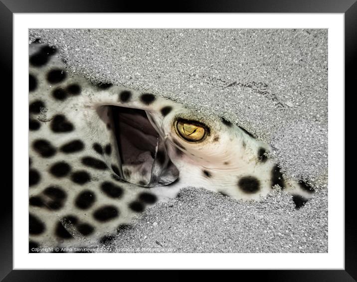 Leopard Ray Framed Mounted Print by Anna Sienkiewicz