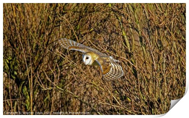 Barn Owl inlow flight Print by Ste Jones