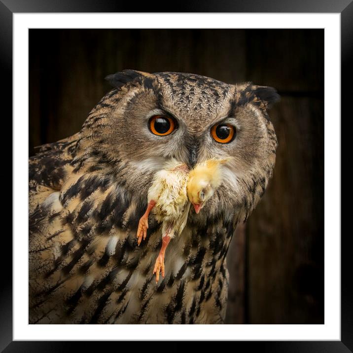 Eagle Owl with chick Framed Mounted Print by Chantal Cooper