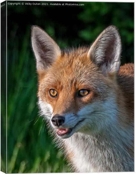 A smiling red fox Canvas Print by Vicky Outen
