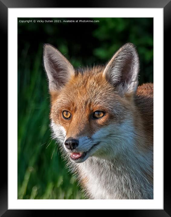 A smiling red fox Framed Mounted Print by Vicky Outen