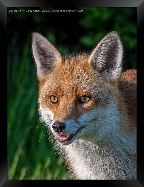 A smiling red fox Framed Print by Vicky Outen