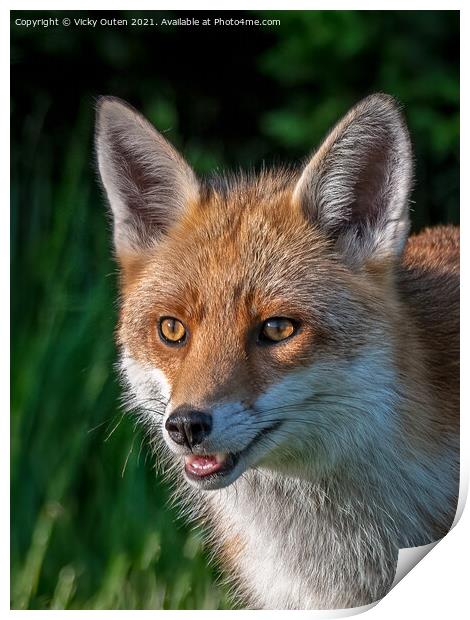 A smiling red fox Print by Vicky Outen