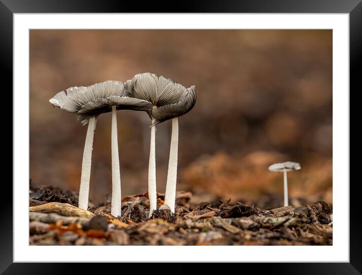 Common Inkcap Framed Mounted Print by Chantal Cooper