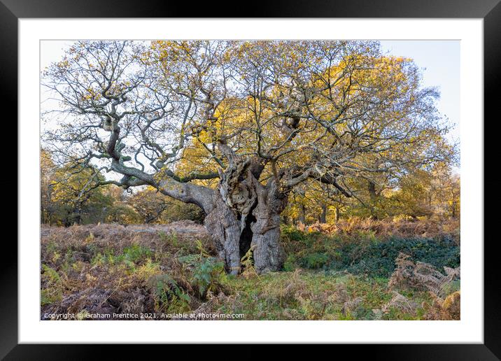 Royal Oak, Richmond Park - a 750 year old oak tree Framed Mounted Print by Graham Prentice