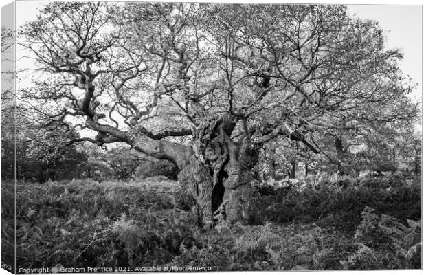 Royal Oak, Richmond Park - a 750 year old oak tree Canvas Print by Graham Prentice