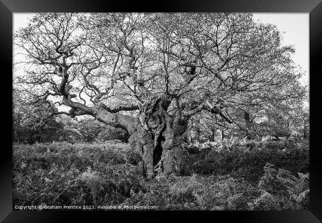 Royal Oak, Richmond Park - a 750 year old oak tree Framed Print by Graham Prentice