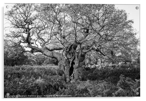 Royal Oak, Richmond Park - a 750 year old oak tree Acrylic by Graham Prentice