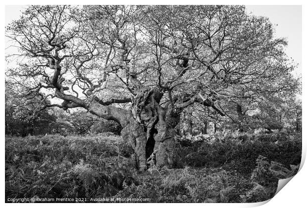 Royal Oak, Richmond Park - a 750 year old oak tree Print by Graham Prentice