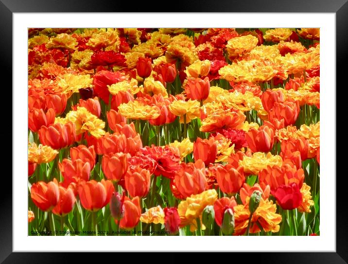 Colourful tulipa Framed Mounted Print by Stephanie Moore