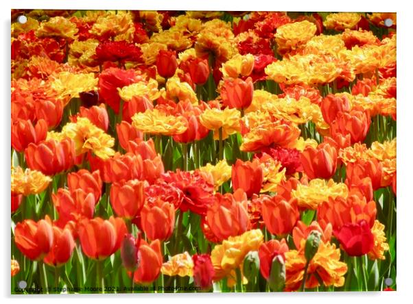 Colourful tulipa Acrylic by Stephanie Moore