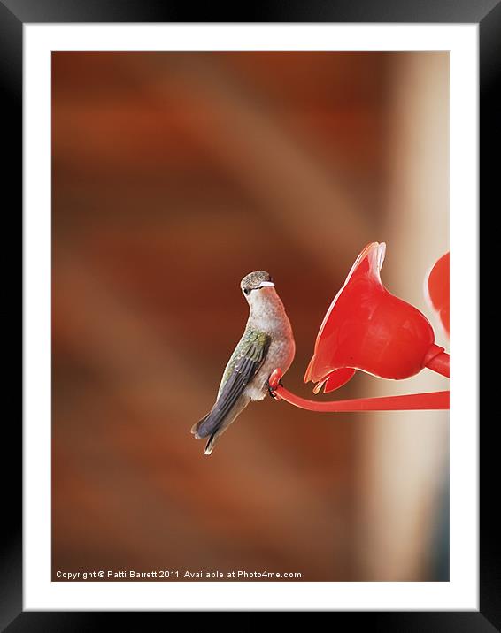 Humming bird, sassy Framed Mounted Print by Patti Barrett
