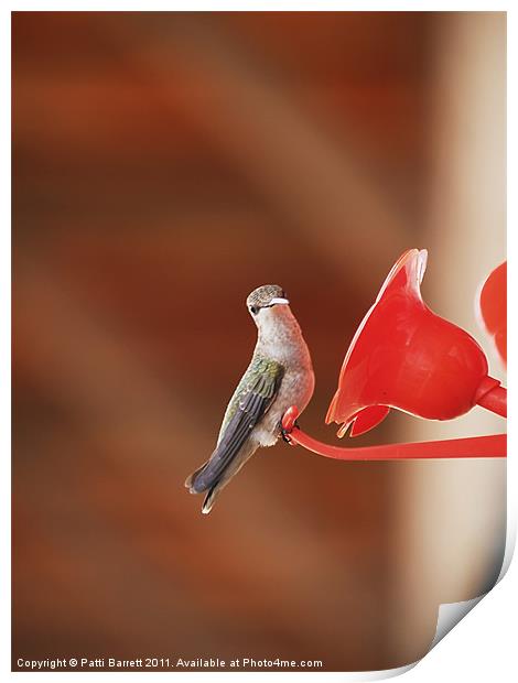 Humming bird, sassy Print by Patti Barrett