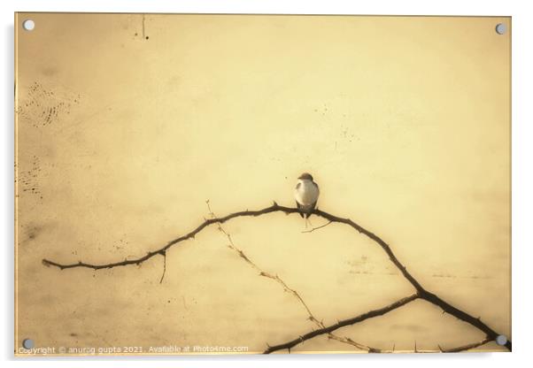 Bird on a branch Acrylic by anurag gupta