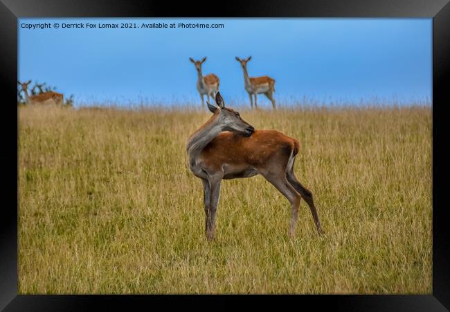 Fallow deer  in yorkshire Framed Print by Derrick Fox Lomax