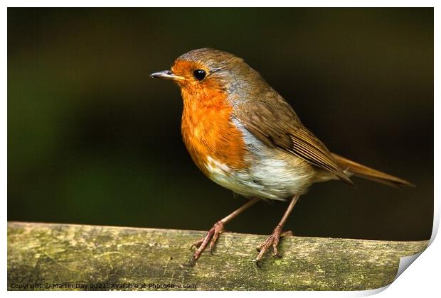 Robin on Wooden Railing Print by Martin Day