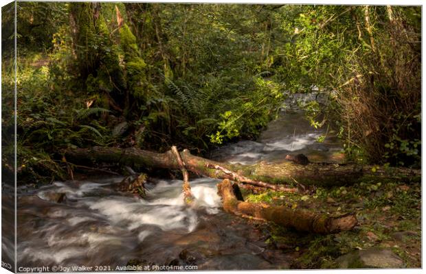 A small river in a woodland with the sunlight on the water Canvas Print by Joy Walker