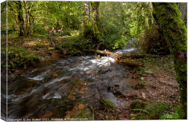 A small river in a woodland with the sunlight on the water Canvas Print by Joy Walker