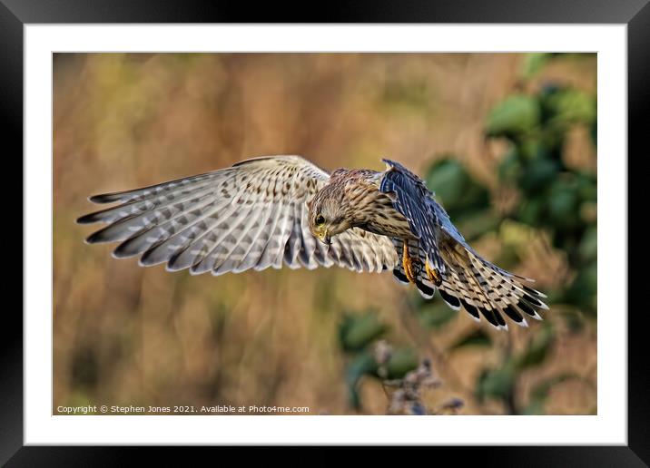 Hunting In The Hover Framed Mounted Print by Ste Jones