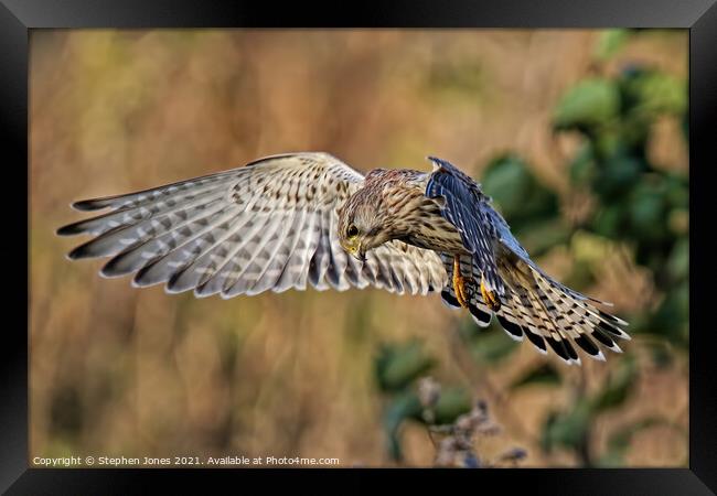 Hunting In The Hover Framed Print by Ste Jones