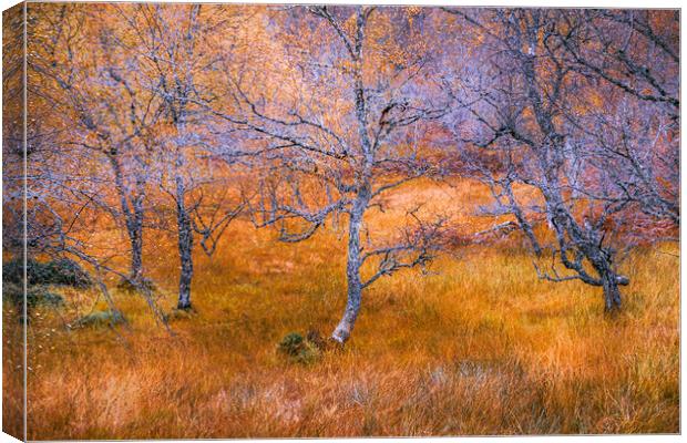 Silver Birch in Autumn Canvas Print by John Frid