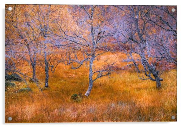 Silver Birch in Autumn Acrylic by John Frid