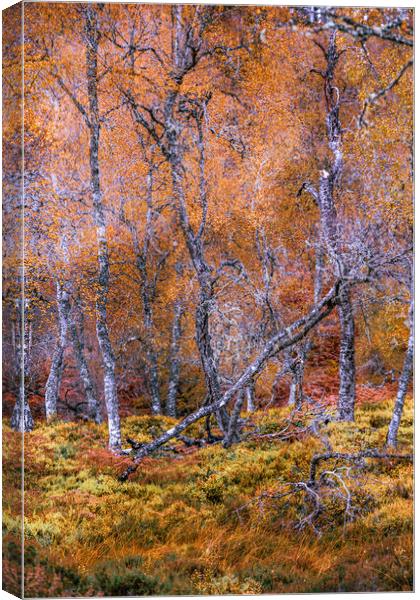 Fallen Silver Birch Tree Canvas Print by John Frid