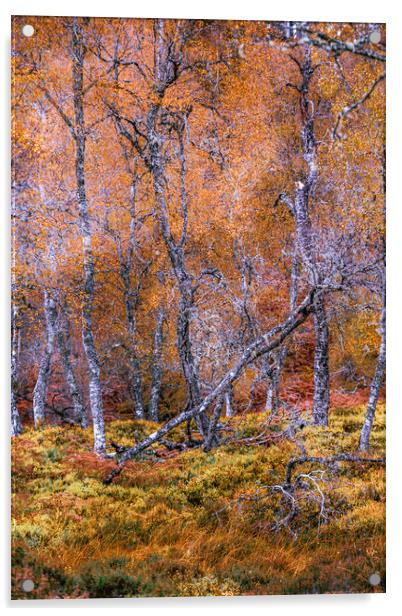 Fallen Silver Birch Tree Acrylic by John Frid