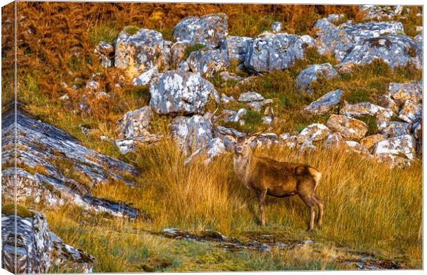 Highland Red Deer Stag Canvas Print by John Frid