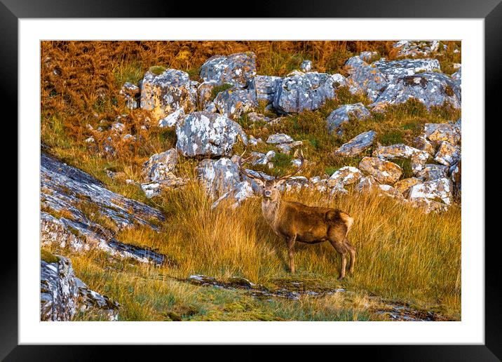Highland Red Deer Stag Framed Mounted Print by John Frid
