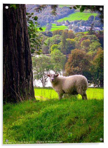 Lake District sheep Acrylic by Chris Rose