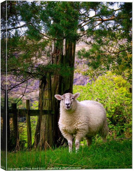 Lake District sheep Canvas Print by Chris Rose