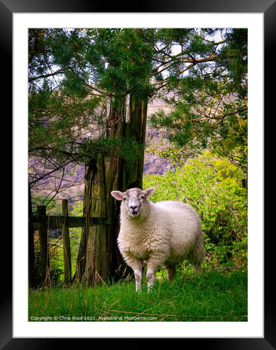 Lake District sheep Framed Mounted Print by Chris Rose