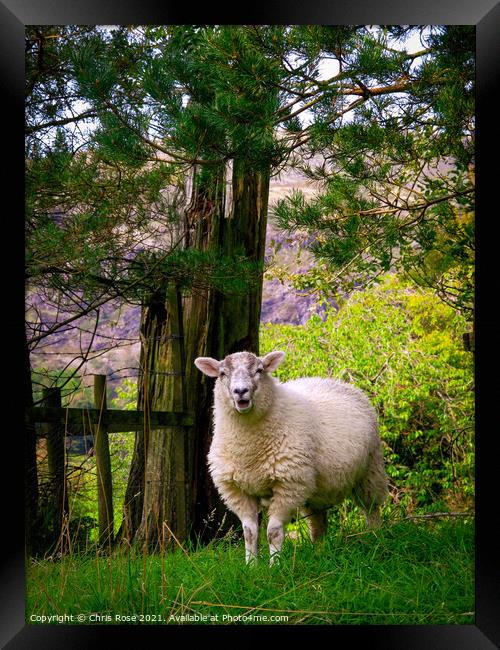 Lake District sheep Framed Print by Chris Rose