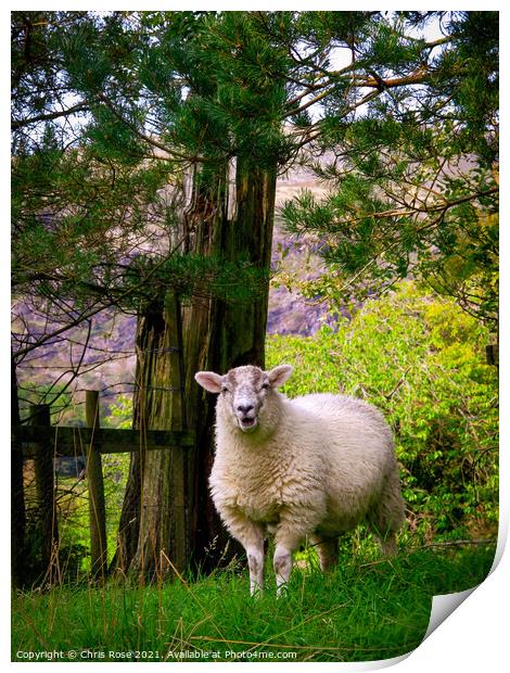 Lake District sheep Print by Chris Rose