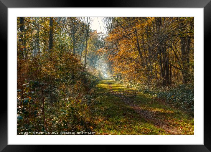 Southery Woods in Autumn Glory Framed Mounted Print by Martin Day