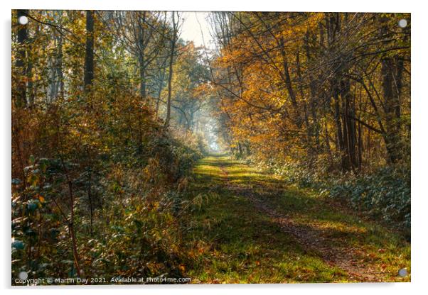 Southery Woods in Autumn Glory Acrylic by Martin Day