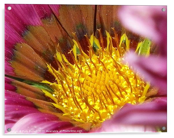Peek a boo fairy flower, macro Acrylic by Patti Barrett