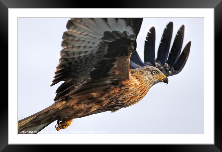 Red Kite Close Pass Framed Mounted Print by Ste Jones