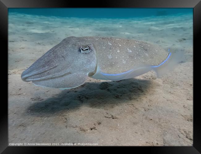 Red Sea Cuttlefish Framed Print by Anna Sienkiewicz