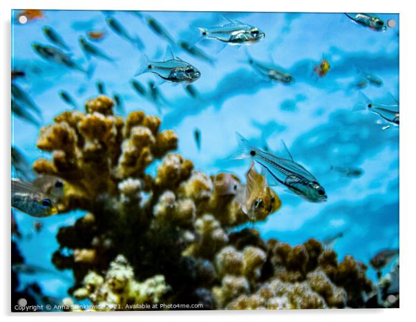 Glass fish (Red Sea) Acrylic by Anna Sienkiewicz