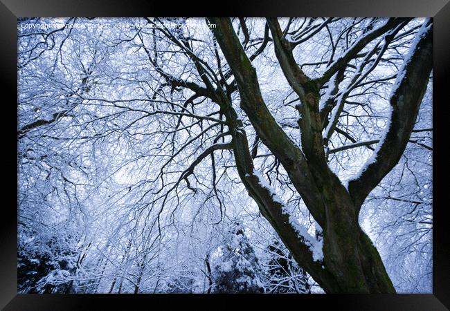 Snowy trees, Merthyr Tydfil, South Wales, UK. Framed Print by Andrew Bartlett