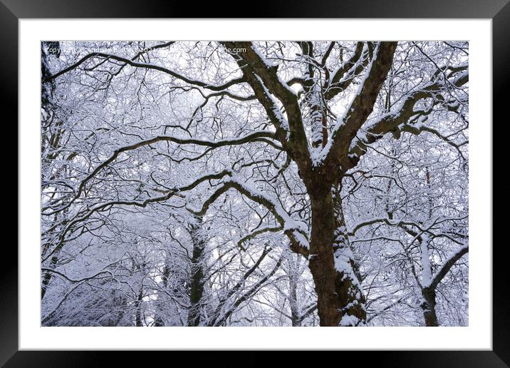 Snowy trees, Merthyr Tydfil, South Wales, UK. Framed Mounted Print by Andrew Bartlett