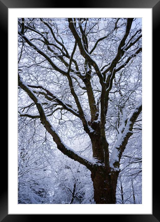 Snowy trees, Merthyr Tydfil, South Wales, UK. Framed Mounted Print by Andrew Bartlett